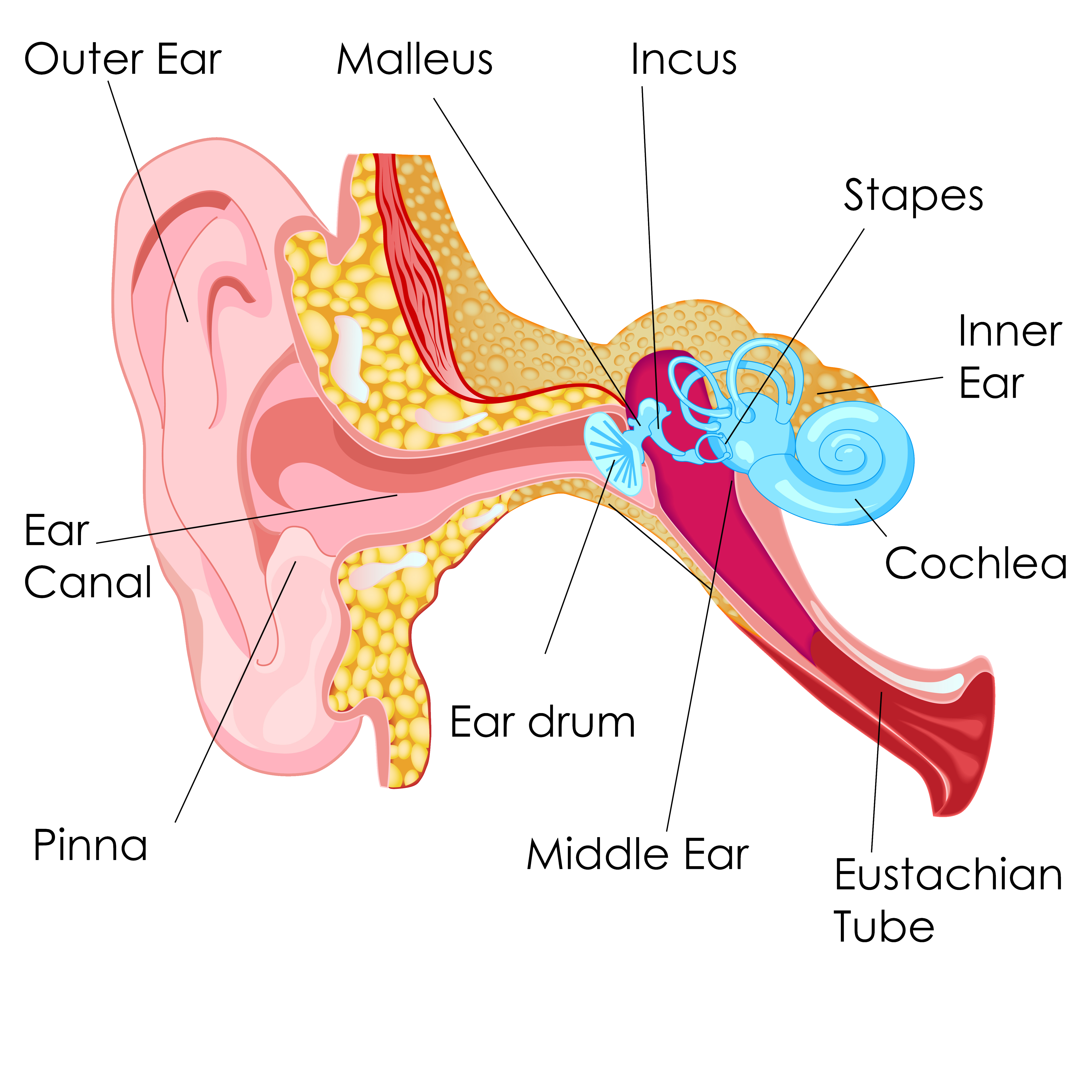 Inner ear illustration